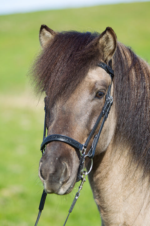 Hannoverscher Nasenriemen mit Mond-Steinchen von Eques